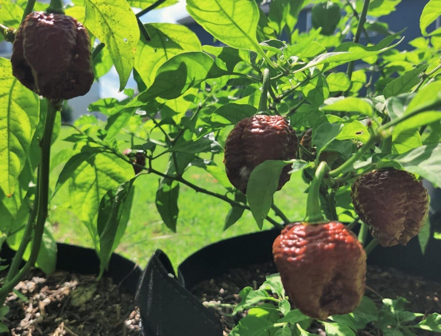 Chocolate Naga Viper Pepper Plant (3) Live Plants - Each 75 Days Old - Not in Pots Super Hot Pepper - Organic Non-GMO Heirloom Seeds - Great Gift for Gardeners - Great for Garden or Patio