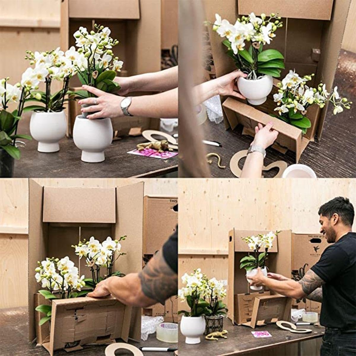 KOLIBRI Orchids,Orchidée phalaenopsis jaune – Mexique – Diamètre du pot : 9 cm,Plante d'intérieur à fleurs – Fraîcheur du producteur
