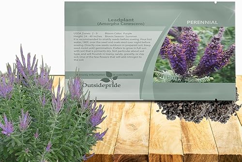 Outsidepride Leadplant Semillas de flores silvestres 2000 piezas de semillas de flores silvestres perennes, similares a arbustos, tolerantes a la