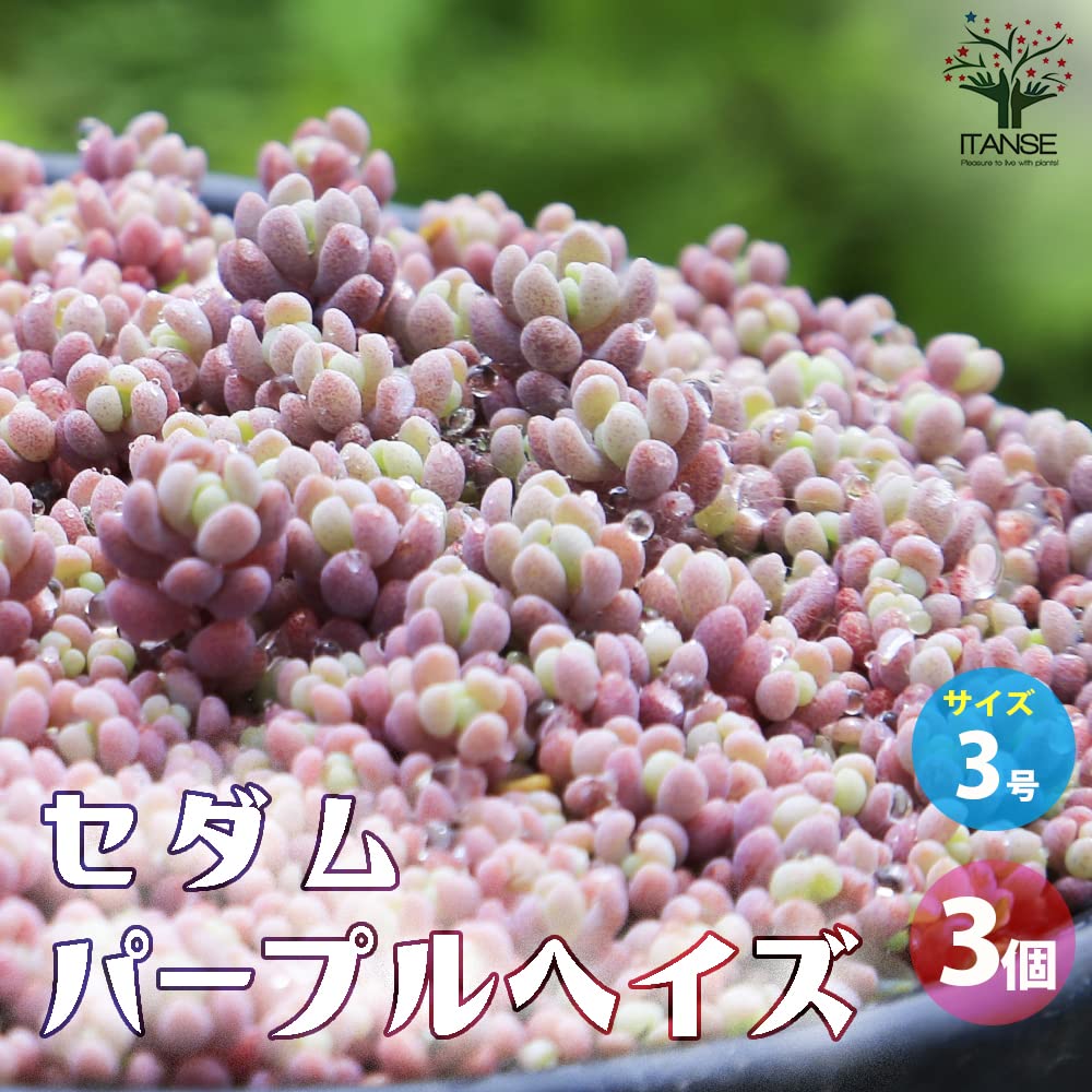 Amazon｜ITANSE セダム パープルヘイズ 2.5~3号 3個セット 多肉 