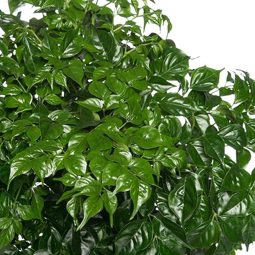 Miniatura 5 de Planta de muñeca china - Planta viva en una maceta de 6 pulgadas -Radermachera Sinica - Hermosa planta de interior de fácil cuidado