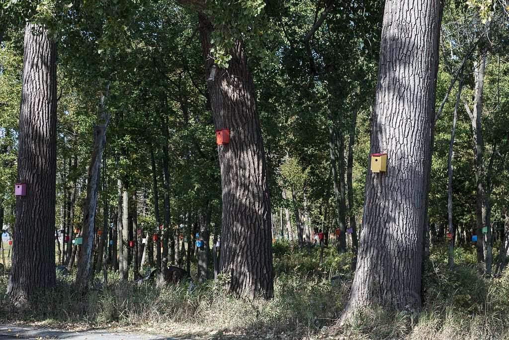 Photo- Birdhouses, including some that may be elaborately carved or painted, are a common sight in the gardens and woods of rural and suburban America 1 Fine Art Photo Reproduction 24in x 16in