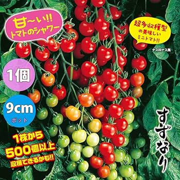 Amazon.co.jp: トマト苗 4品種セット【野菜苗 9cmポット自根苗/4