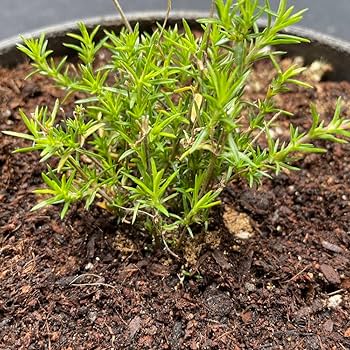 122. アメージンググレイス 300円【抜き苗】同梱価格 122. アメージンググレイス 300円【抜き苗】同梱価格 - メルカリ