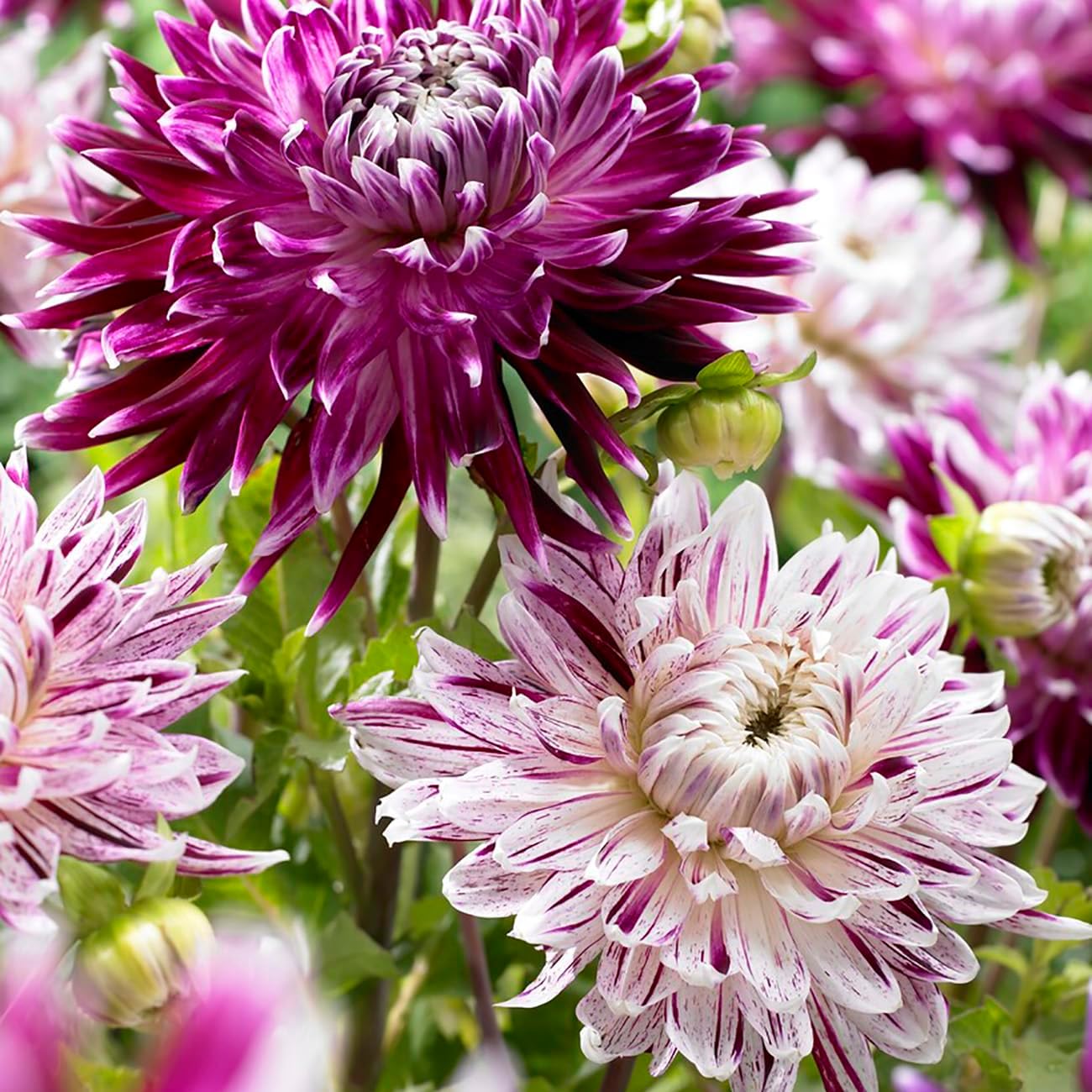 Van Zyverden Dahlias Avancouver Blend Set of 5 Bulbs
