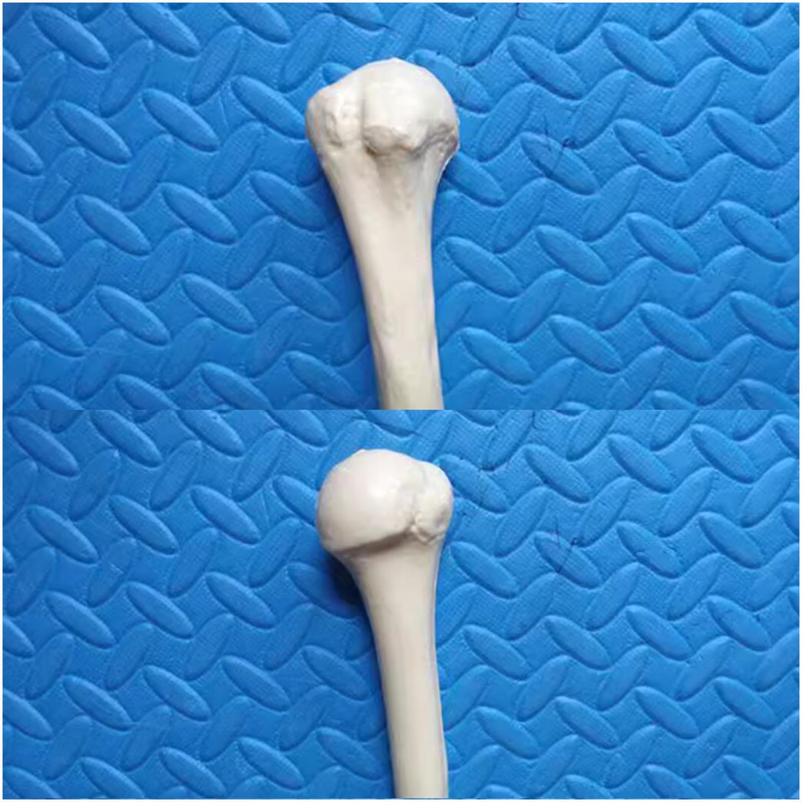 Modello di Scheletro Umano a grandezza Naturale Replica dello Scheletro di Anatomia Medica per Lo Studio dell'anatomia dello Scheletro Umano,Humerus