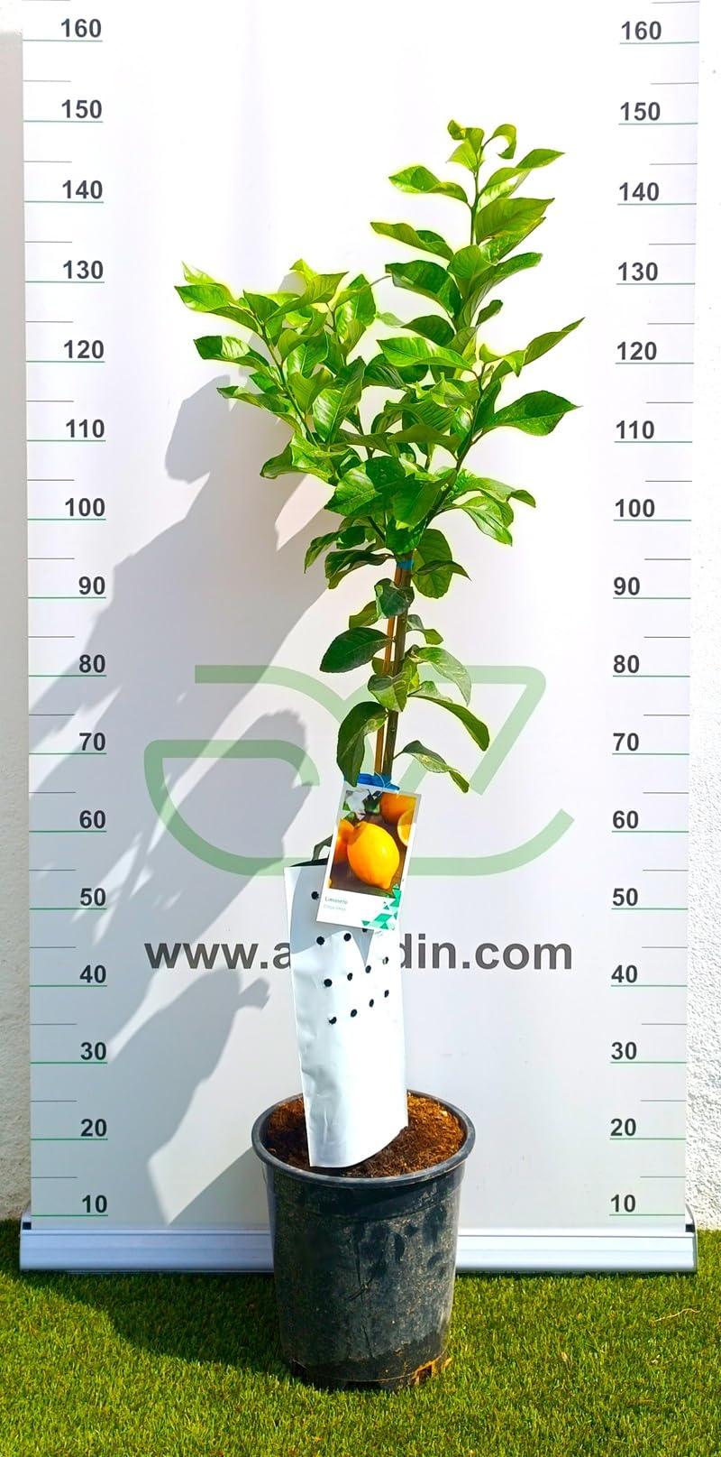 AzJardin- LIMONERO EUREKA- 4 ESTACIONES- Maceta de 25cm- Planta viva. Limones todo el año