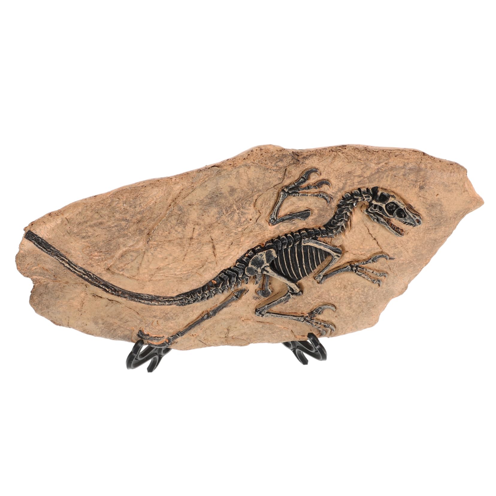 Set Di Fossili Di Dinosauro Ornamento Di Fossili Di Dinosauro Giocattolo Da Tavolo Per Ragazzo Ragazza Ragazzi