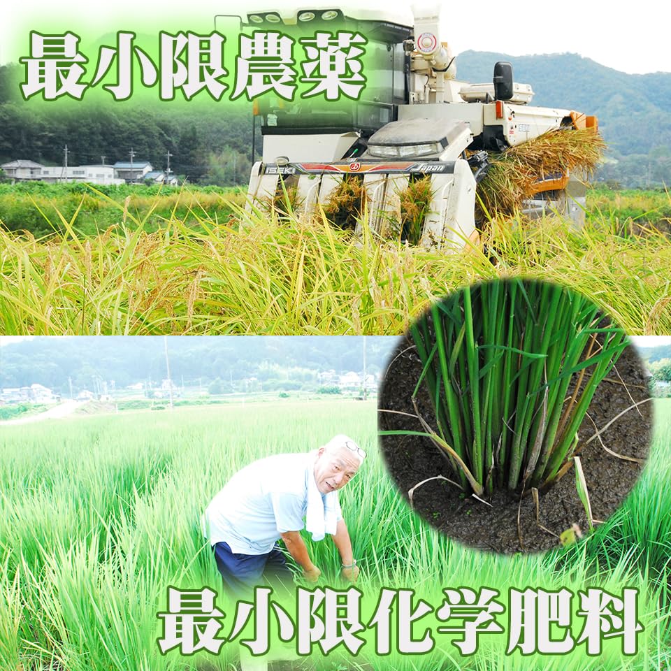 Amazon.co.jp: 新米 2026年産 栃木県産 お米 ミルキークイーン 10kg 無