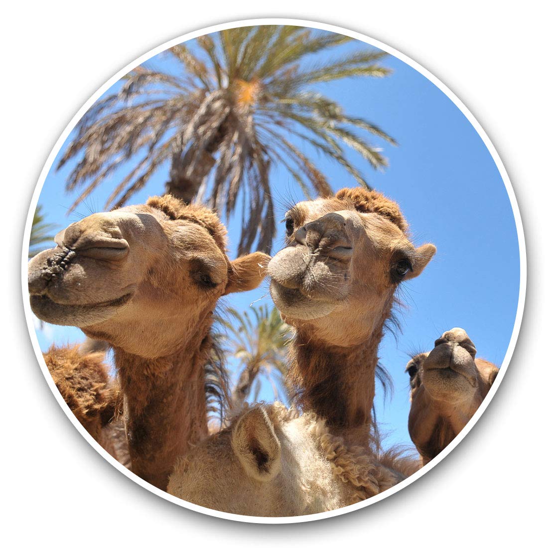 2 x 15cm Vinyl Stickers - CoolFunny Camels Animals Desert Decals 8543