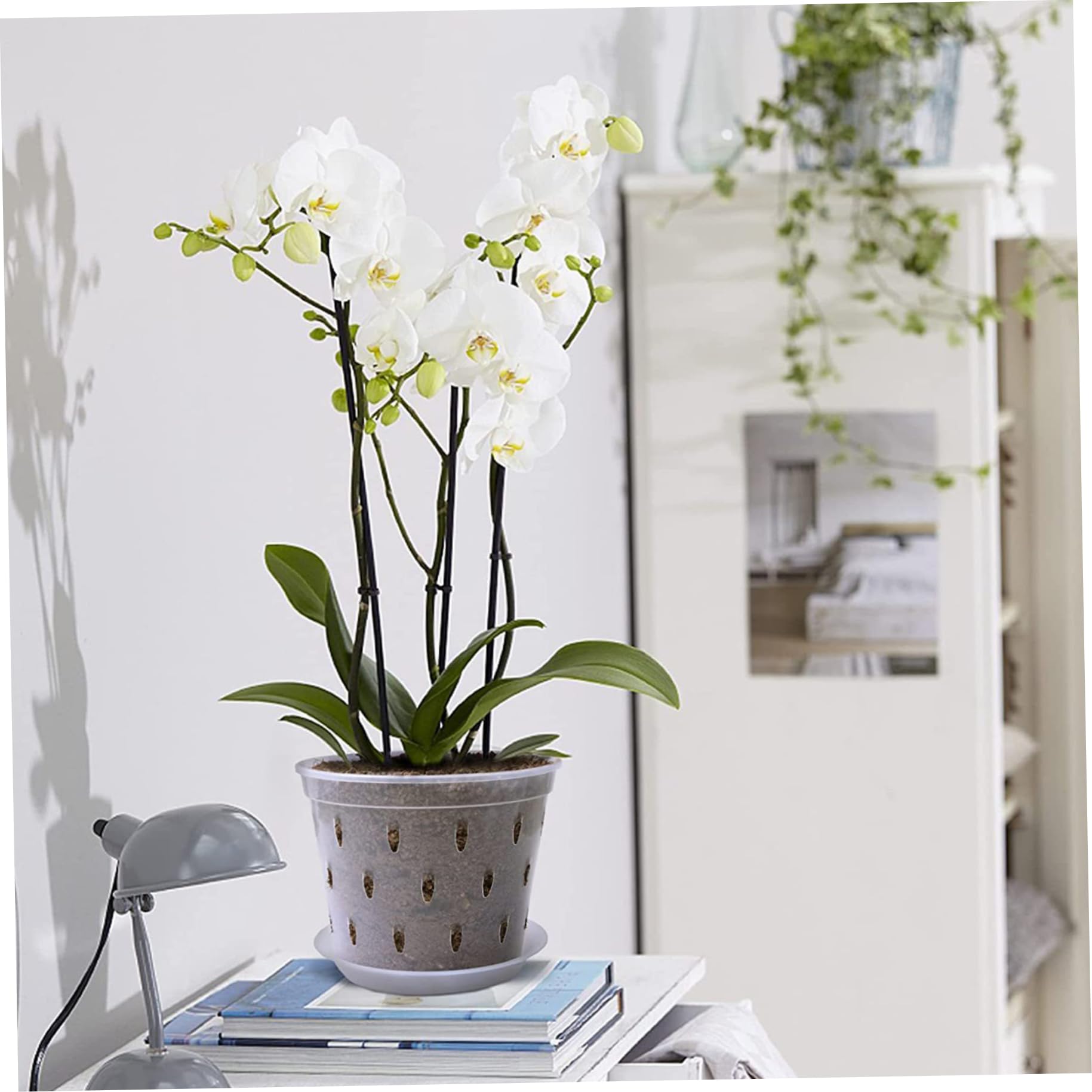 Pots à orchidées 6, 7 Pouces 10 Ensembles de jardinières à orchidées en Plastique Transparent avec Trous et soucoupes Pots de Plantes Transparents Fentes Respirantes pour, Plantes succulen