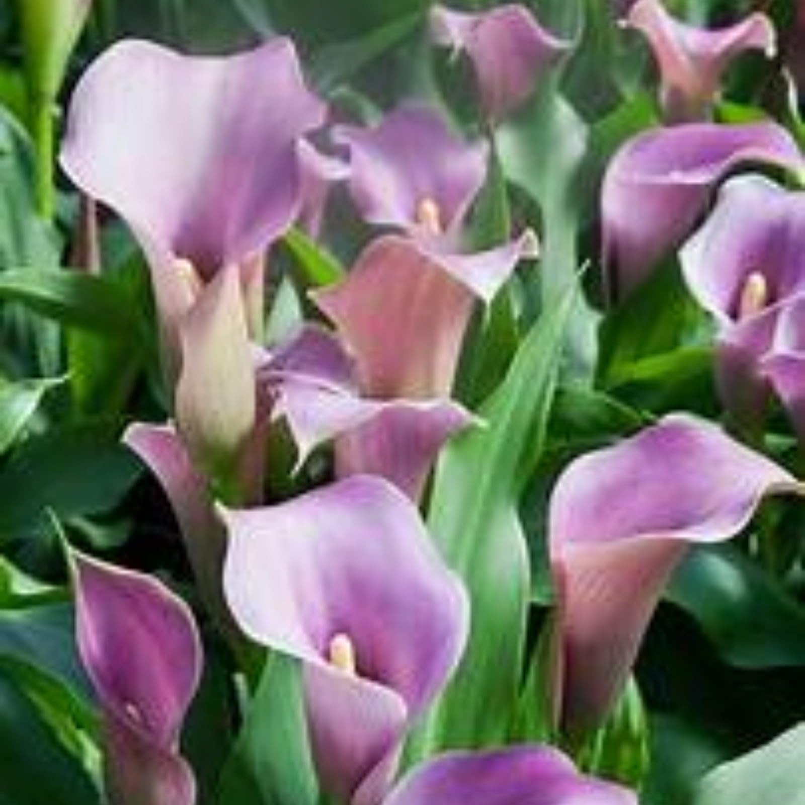 Calla Lily Bulbs for Planting Now UK Ornamental Perennial Excellent Display Plant Bulbs Greening Flower Good for Containers/Natural Organic Easy Plant Perennial-4bulbs-N