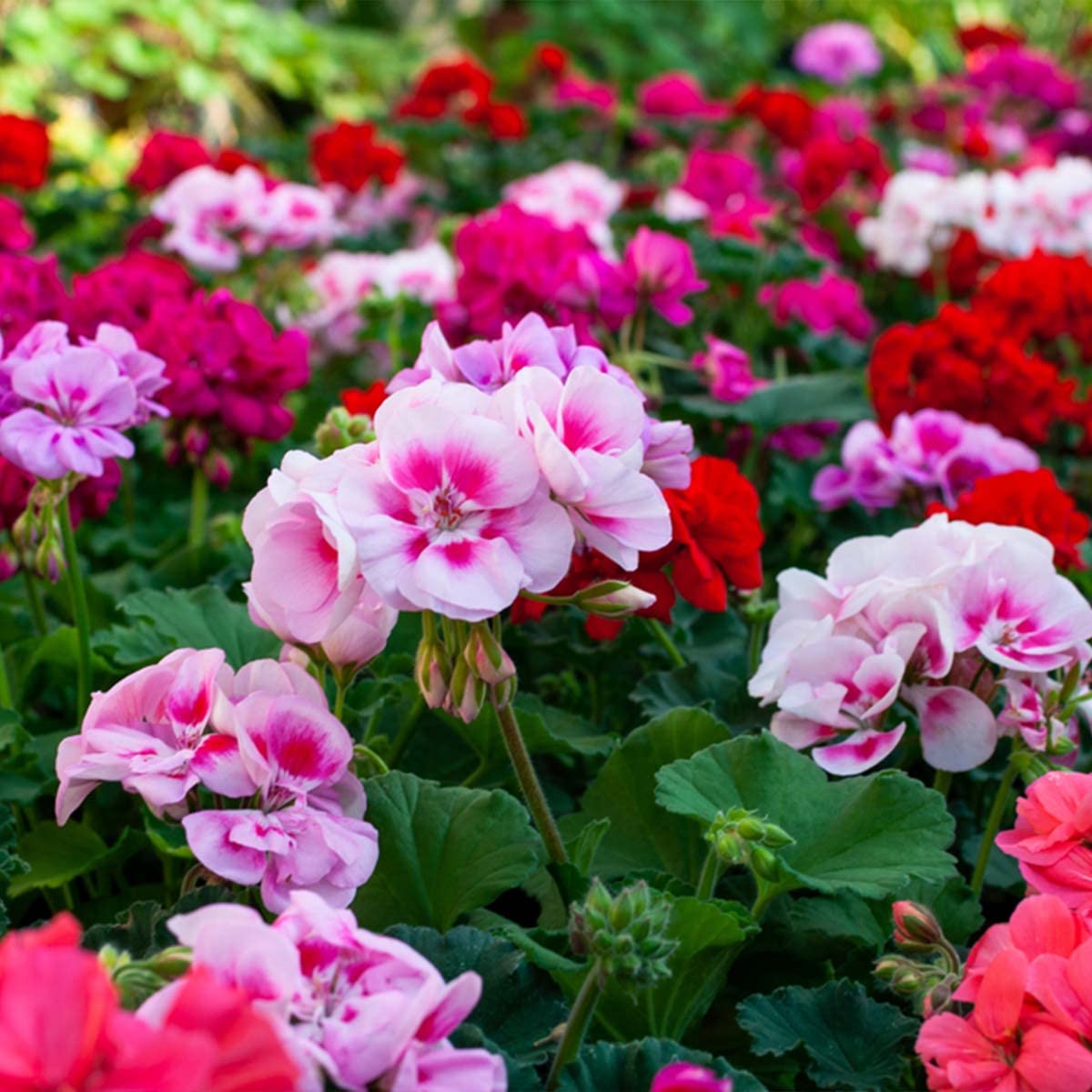Bloomique - Lot de 6 - Pelargonium Zonale - Géraniums dressés - Plantes de jardin - Hauteur 15-20 cm - Pot 10,5 cm