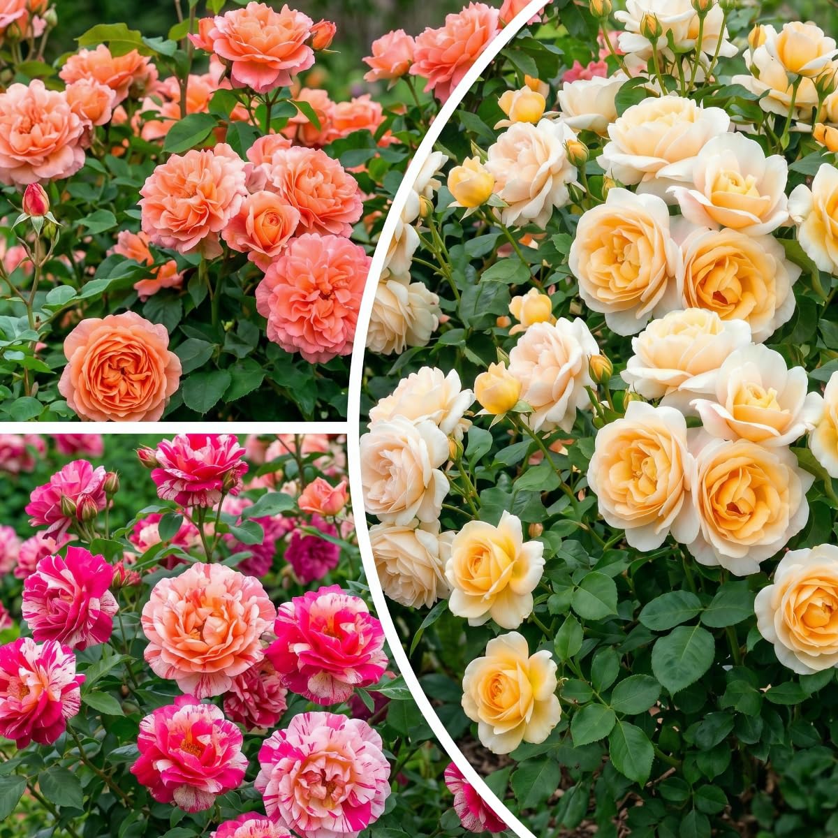 Rosen Kollektion - 3 Pflanzen | Stauden Winterhart Mehrjährig, Duftende Echte Rosen aus Holland, für Garten & Rabatten (keine Samen, nicht künstlich)