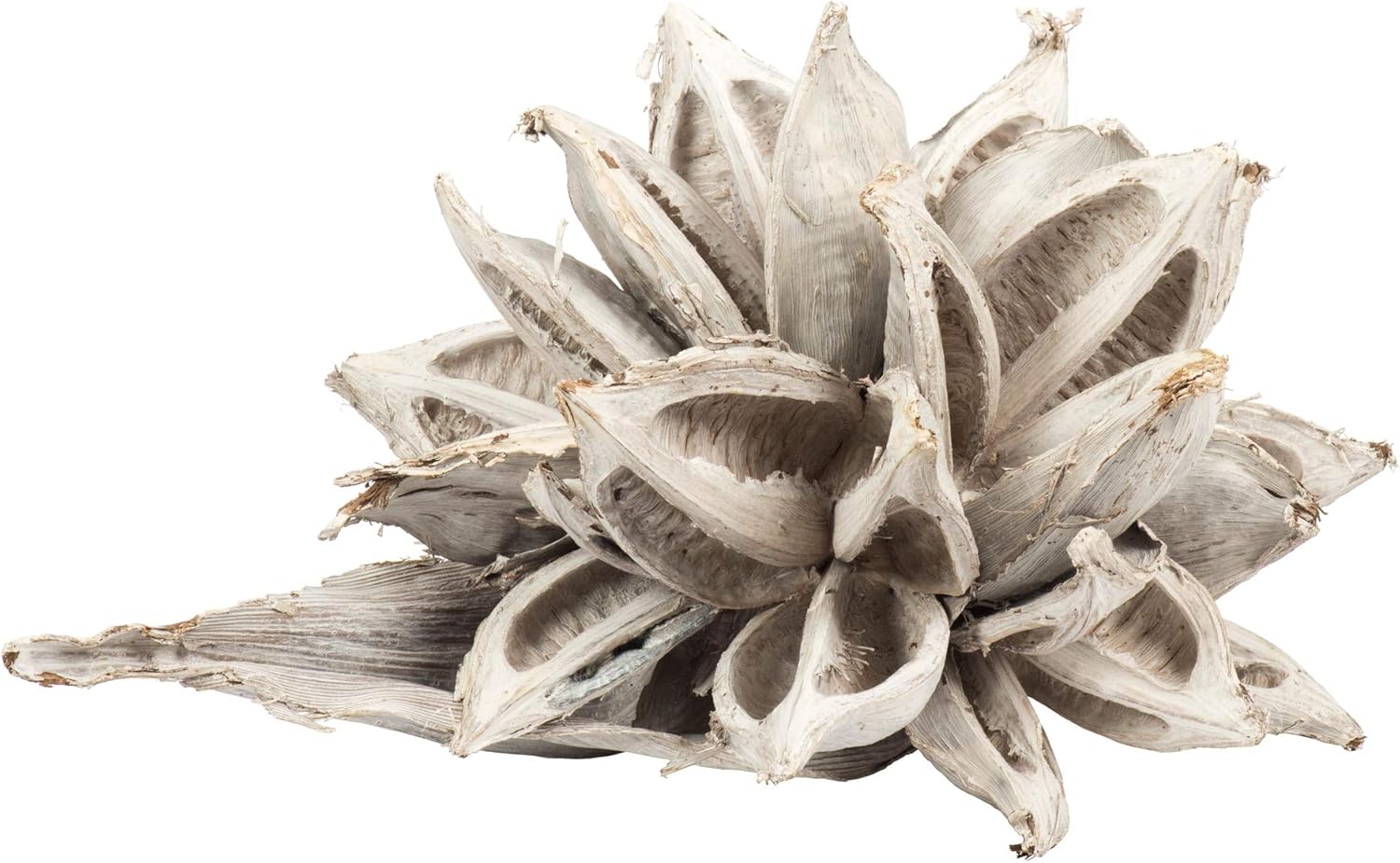 Vickerman White Wash Star Pod Extra Large 12" to 16" Height, Real Preserved Pod Decor for Home or Everyday Arrangements, 1 Piece