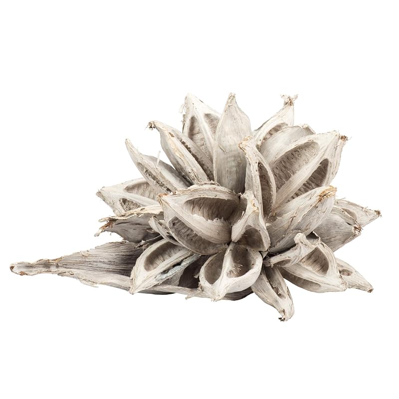 Vickerman White Wash Star Pod Extra Large 12" to 16" Height, Real Preserved Pod Decor for Home or Everyday Arrangements, 1 Piece