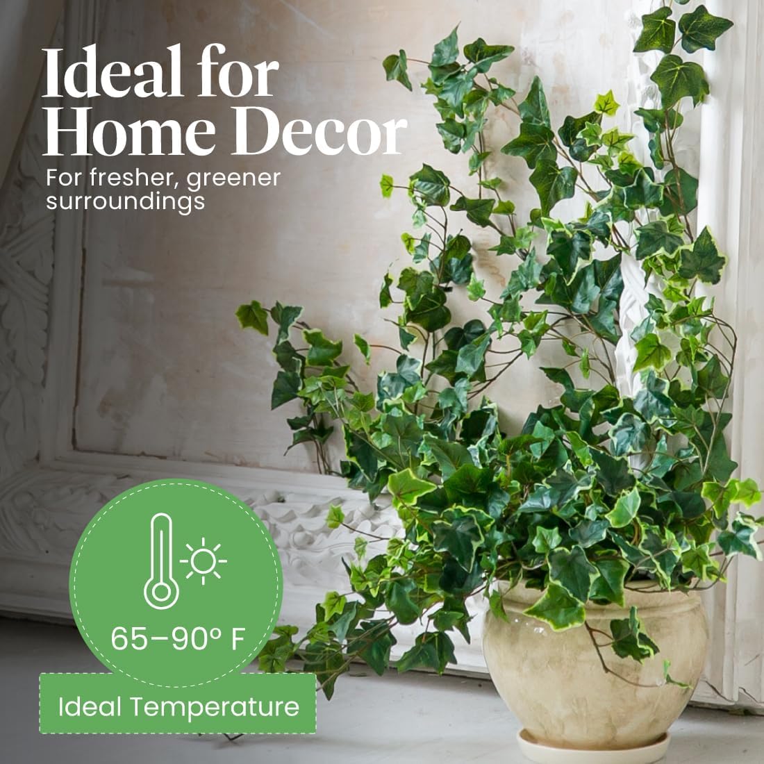「nancy」la basic IVY Lowe's English Ivy Plant in 6-Pack Tray NURSERY at Lowes.com