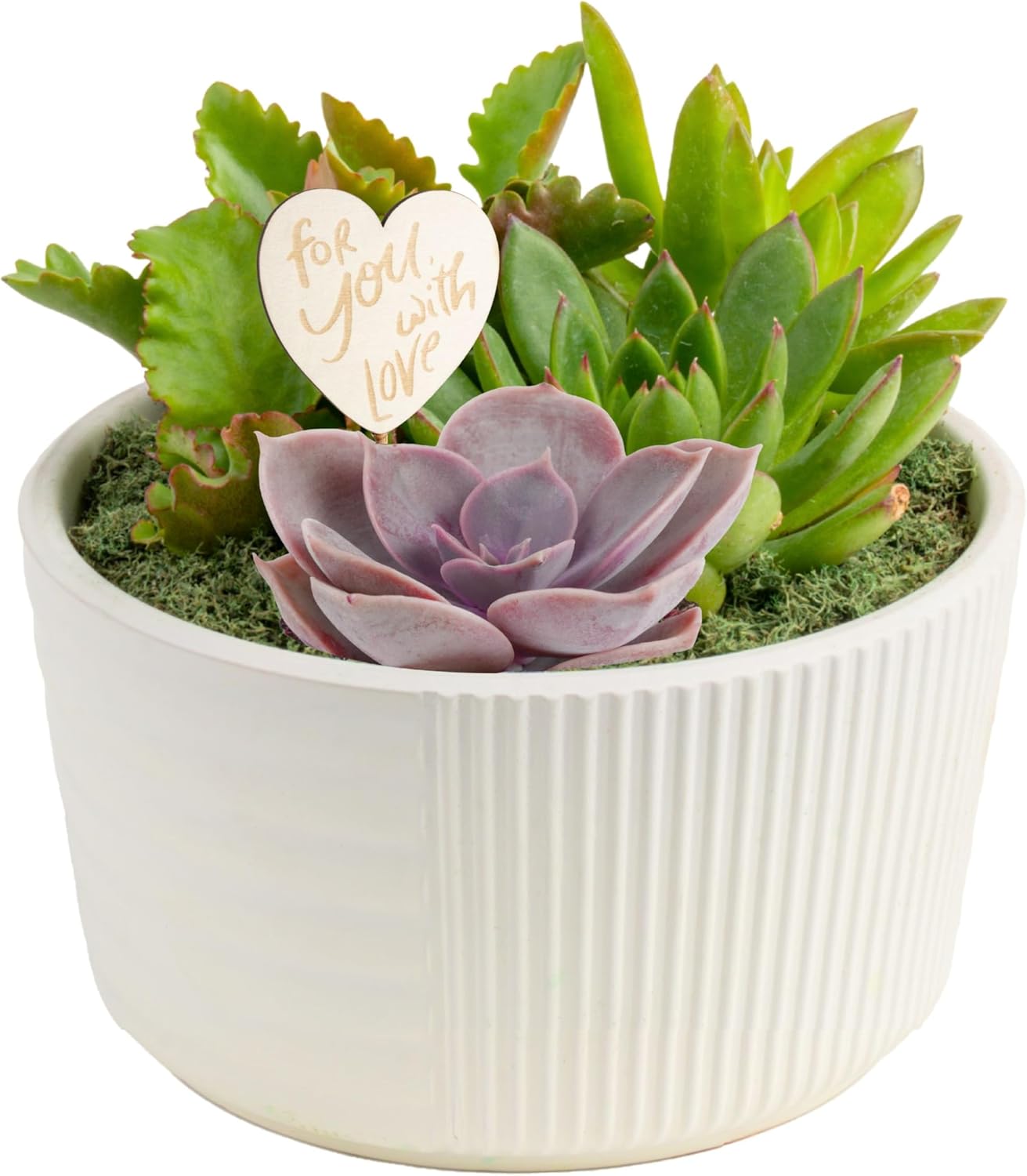 Costa Farms Succulent Garden Live Plants, Beautiful Assorted Succulents in Houseplant Pot | 6-Inches Tall | Housewarming or Birthday Plant Gift | Indoor Zen Boho Room and Home Décor