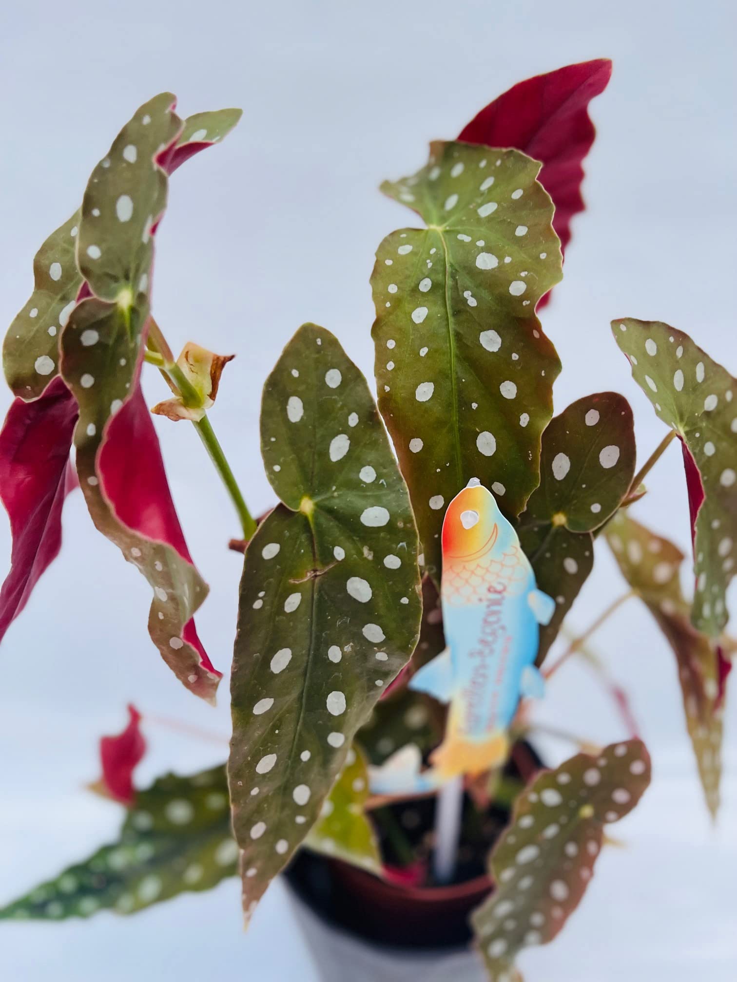 Vivaio Garden Forest Pianta Begonia Maculata Wightii, Pianta reale, Pianta da appartamento, Brasile, Decorazione casalinga, Pianta brasiliana, Pianta tropicale, Vaso 12CM, H 30cm