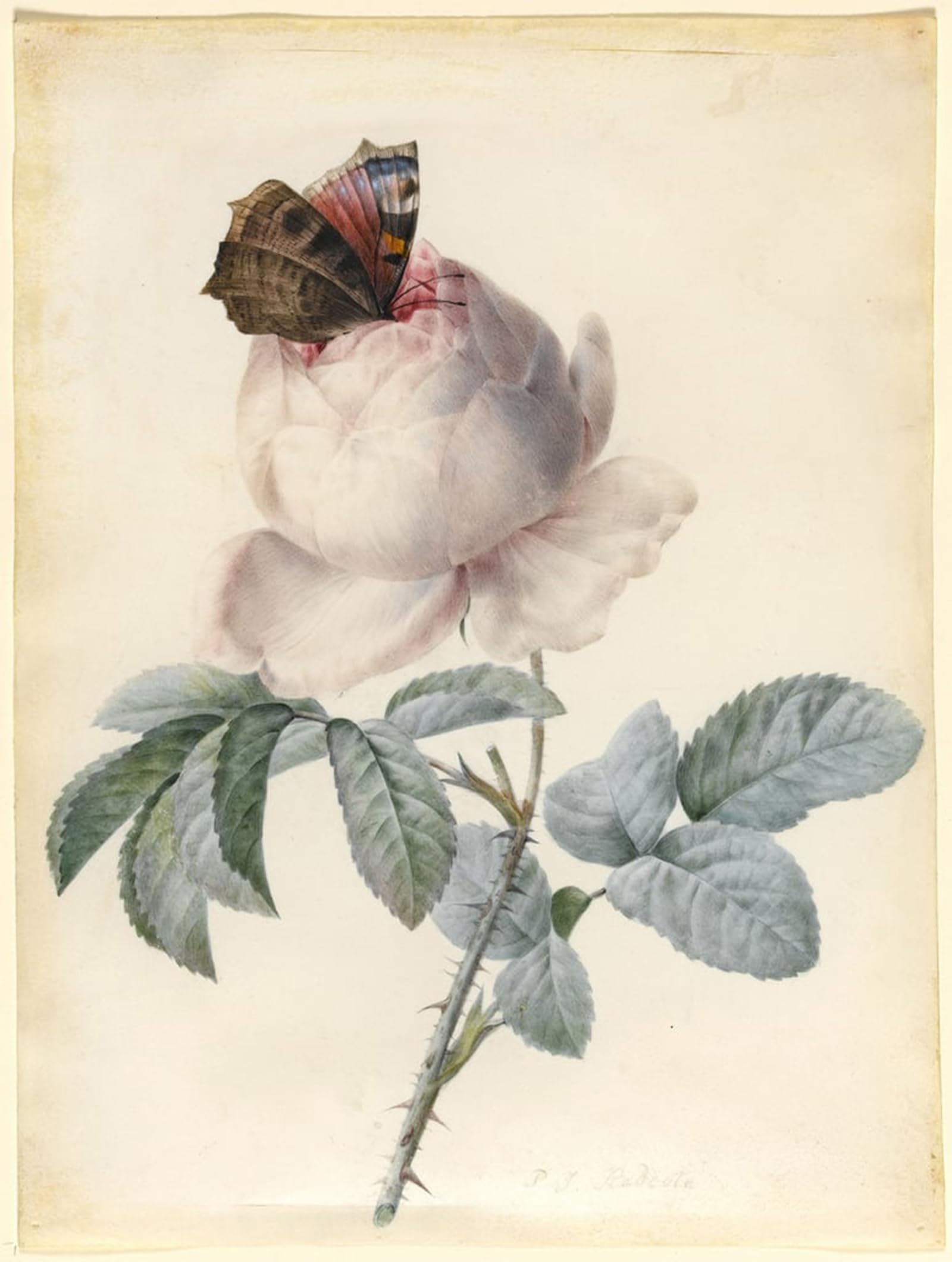 ARTXLXXBN Famous Print Painting Colorful Art Print Centifolia Rose with Peacock by Pierre Redouté Canvas Art Decorations for Home Decor 60x90cm