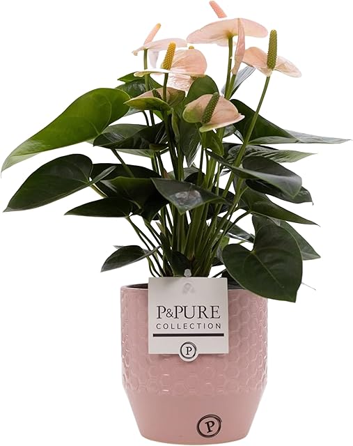 Anthurium Pink with Pot, Houseplant Real Indoor Plant for Office, Home, Bedroom, Kitchen and Living Room, Perfect for Clean Air, Delivered Next Day