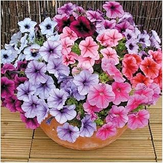 PREMIER SEEDS DIRECT Petunia - SUPERBISSIMA Mixed - 0.12 GM Approx 1500 Seeds