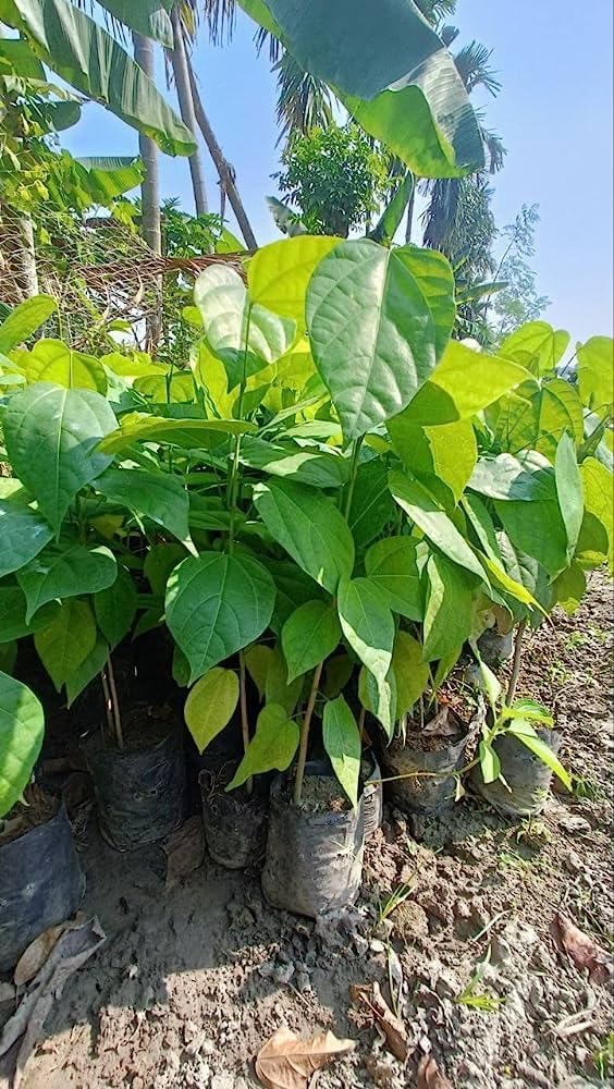 Nandini Garden Sal Tree Cal Maram Saal Ka Ped Sala Shorea Robusta Sakhua Sarai Jhada Sal Cettu Plant Shorea Robusta Plant Garden Live Plant tree 1.5-2 ft