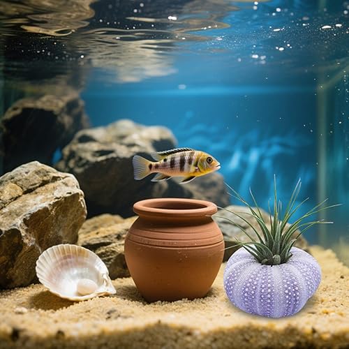 Miniatura 5 de 6 piezas mini de erizo de mar, soporte decorativo para plantas de aire para plantas de aire para plantas de aire, contenedor de exhibición de