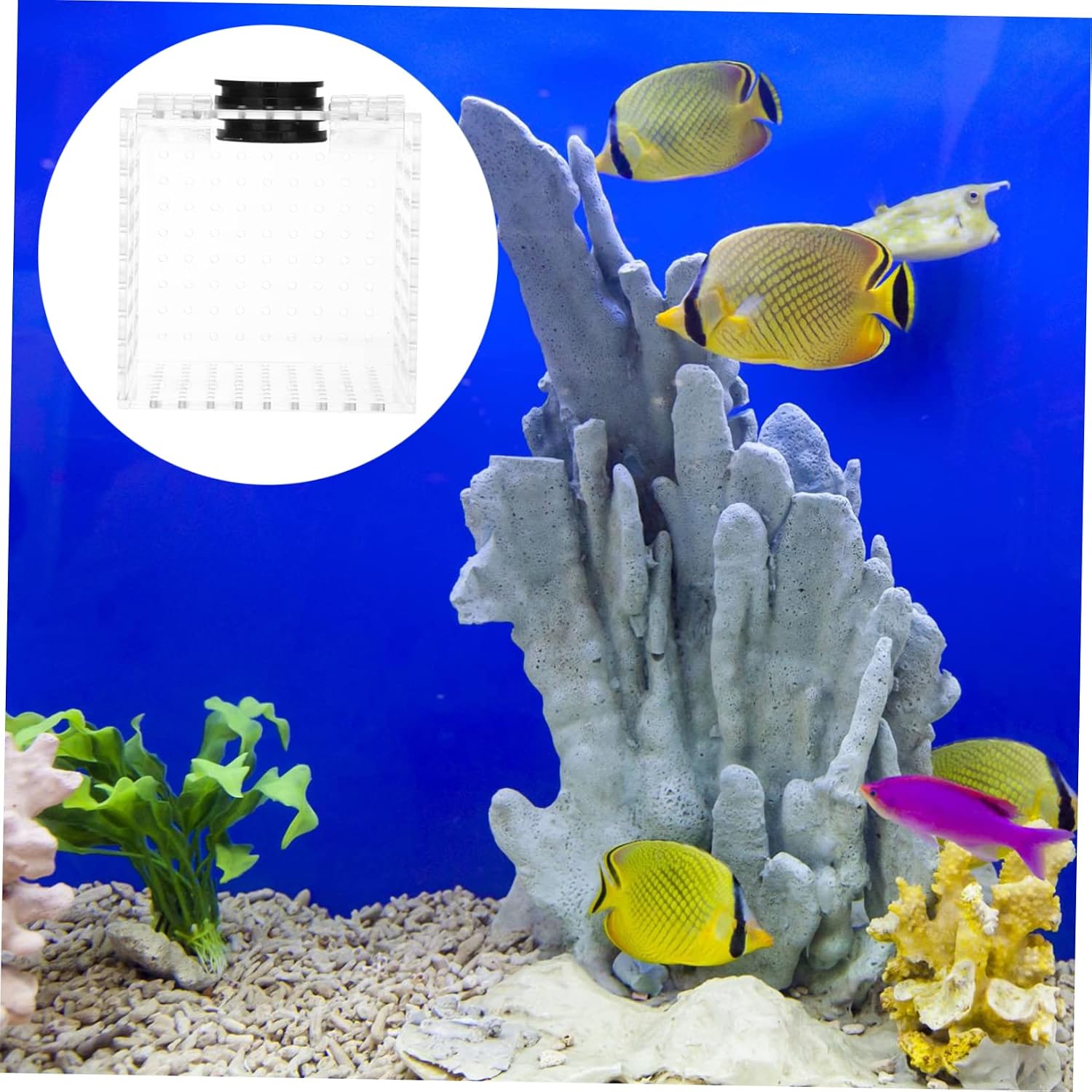 MERRYHAPY 1pc Magnetic Fish Isolation Box Fish Breeding Container for Aquariums Easy to Install Suitable for Tanks up to Thick for Hatchery and Breeding Needs
