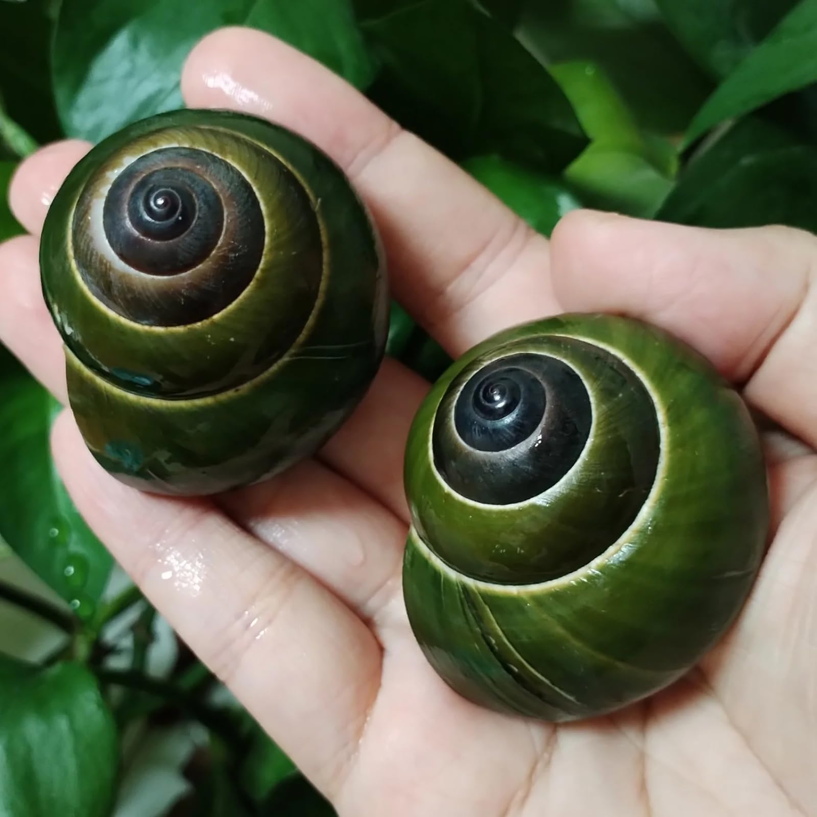 Conchiglie per artigianato, 1 pezzo, 4,5-5,5 cm, lumaca verde naturale Dyakiidae, collezione di esemplari per acquario, paesaggistica