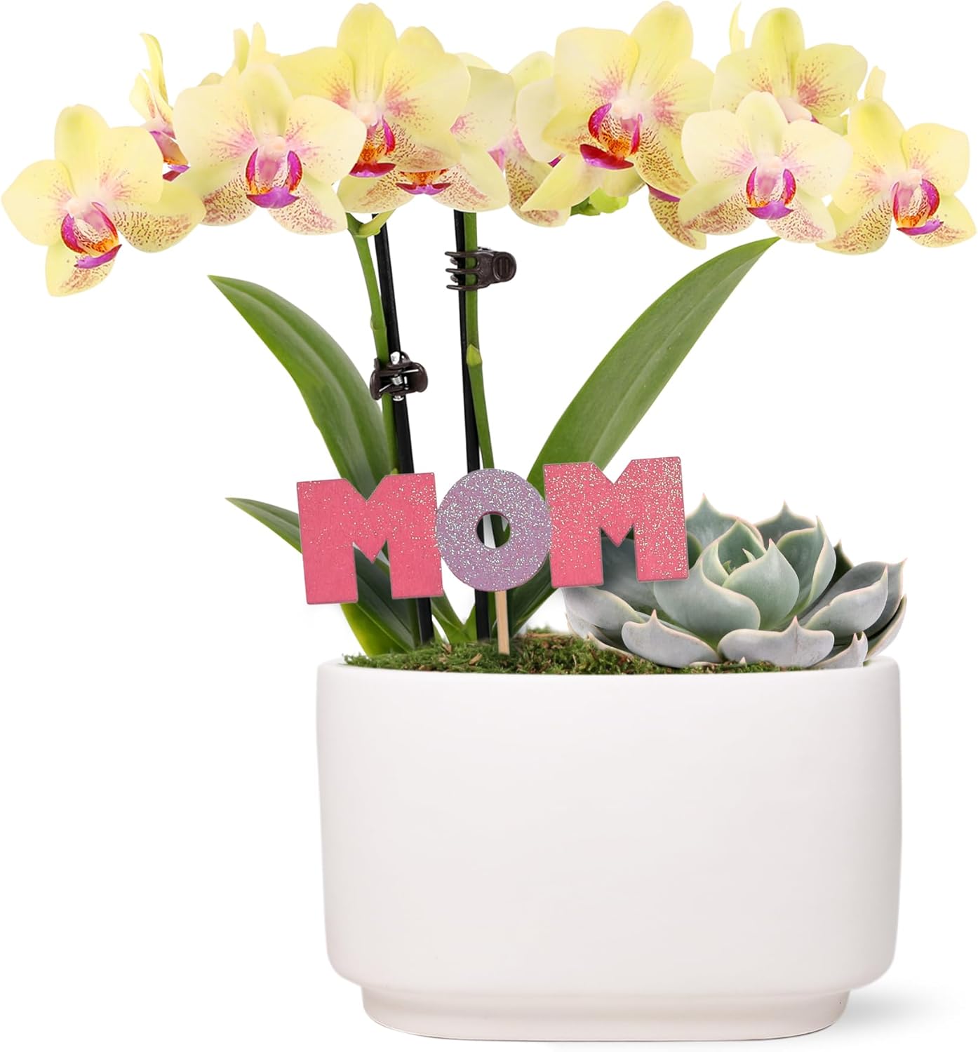 Green Circle Growers 4" Yellow Orchid and Succulent Duo in White Pot with Mom Pick, Indoor Live Plants, House Plant