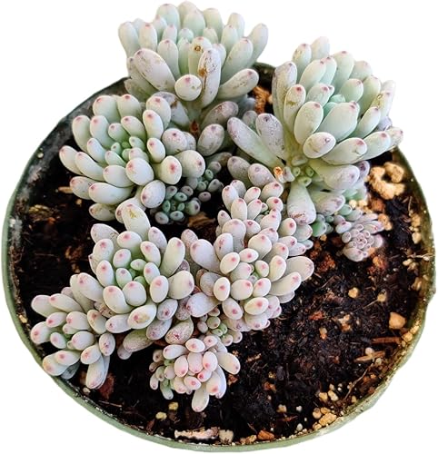 Vista 6 de Plantas suculentas vivas (maceta de 2 pulgadas Echeveria Lovely Rose)