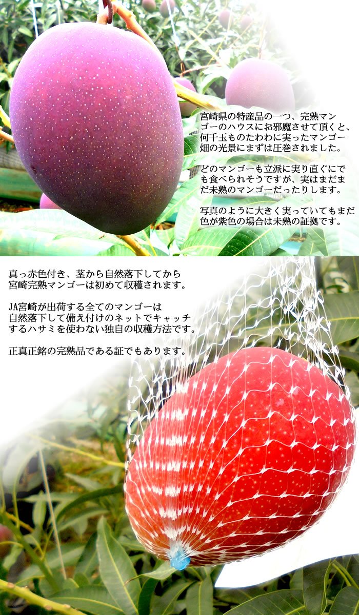 Amazon.co.jp: 宮崎完熟マンゴー 母の日 ギフト 2玉 化粧箱入り 国産
