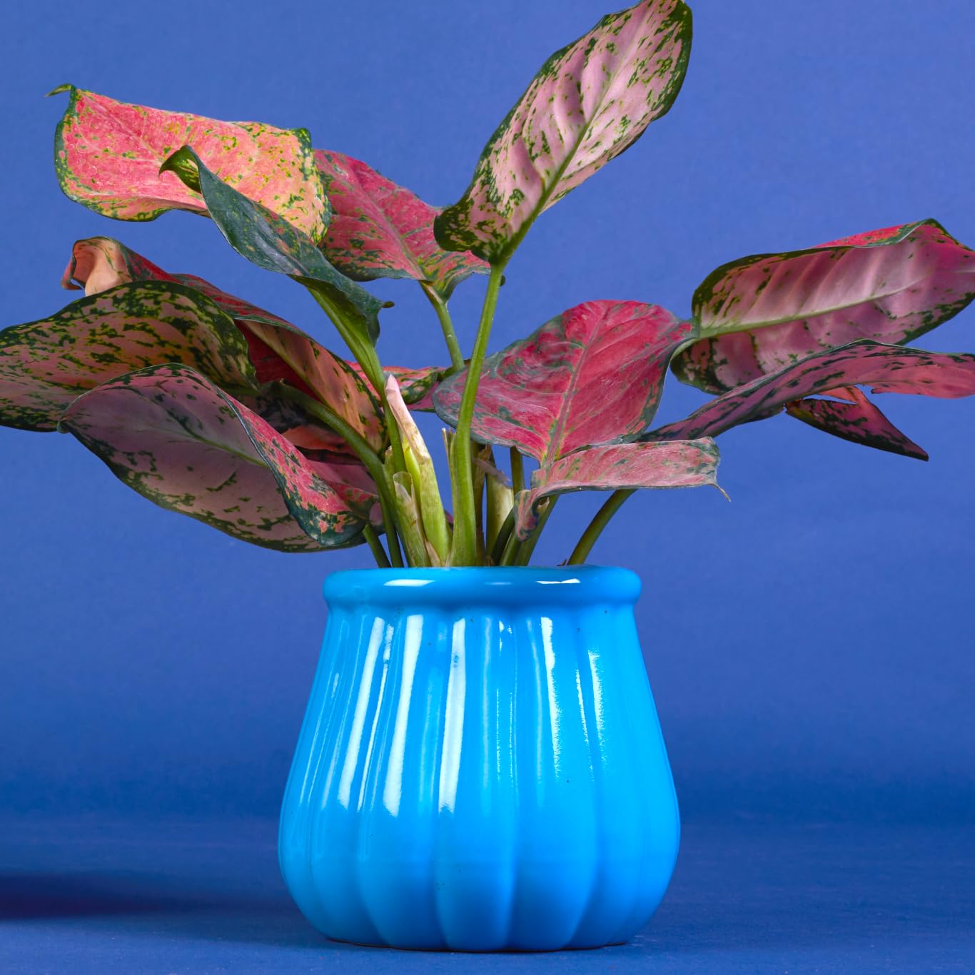 Lazy Gardener Ceramic Plant Pots for Indoor & Outdoor Plants Enigma