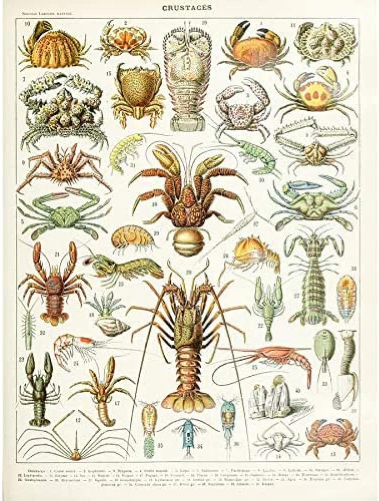 Artery8 Millot Encyclopedia Page Crustaceans Lobster Unframed Wall Art Print Poster Home Decor Premium