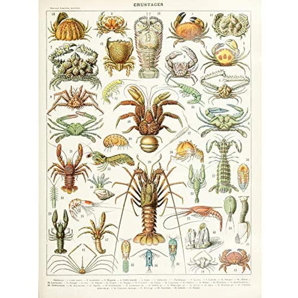Artery8 Millot Encyclopedia Page Molluscs Shells Art Print Framed Poster Wall Decor 12x16 inch — view 10