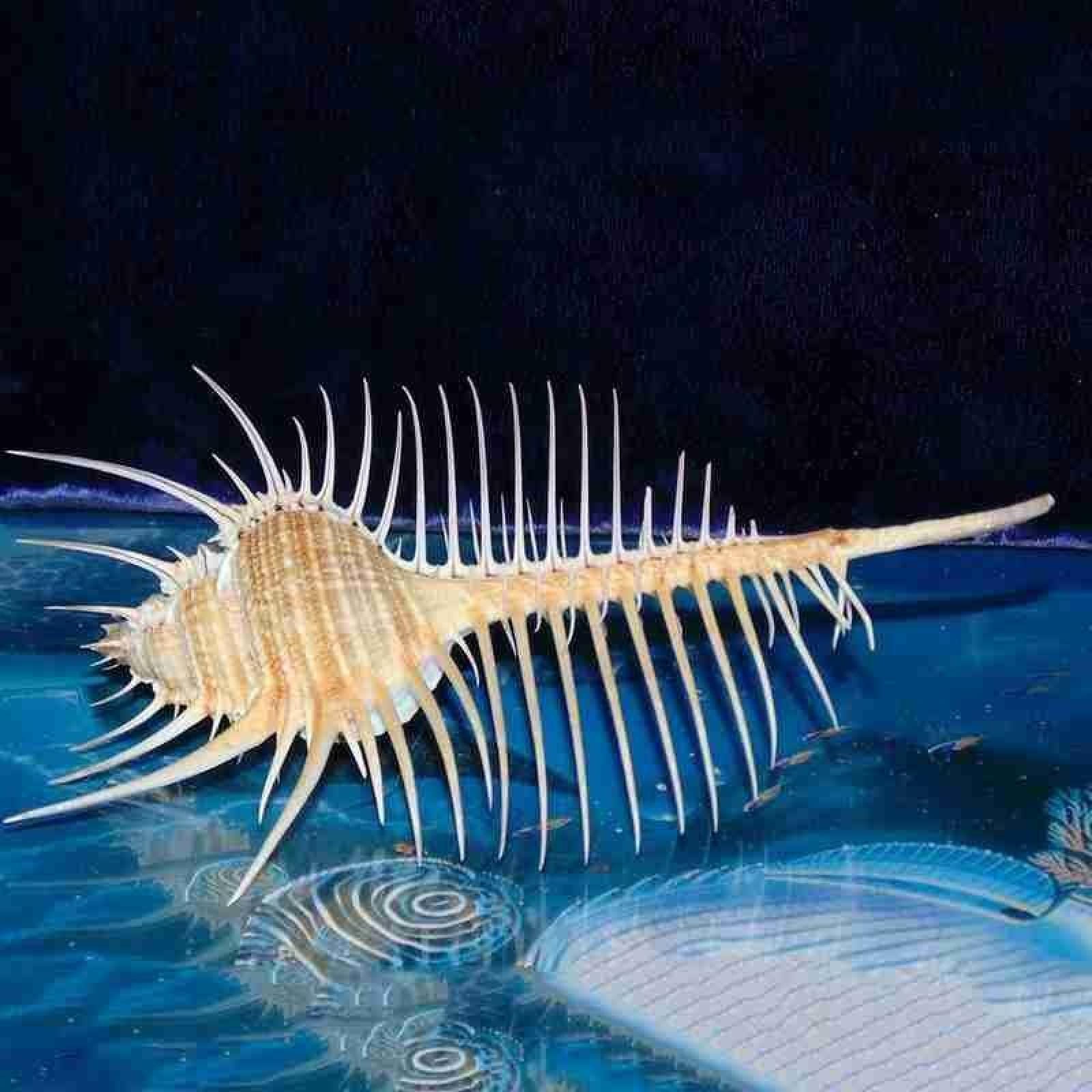 Coquille d'escargot Murex pour ornements d'aquarium de conque et décor de mer