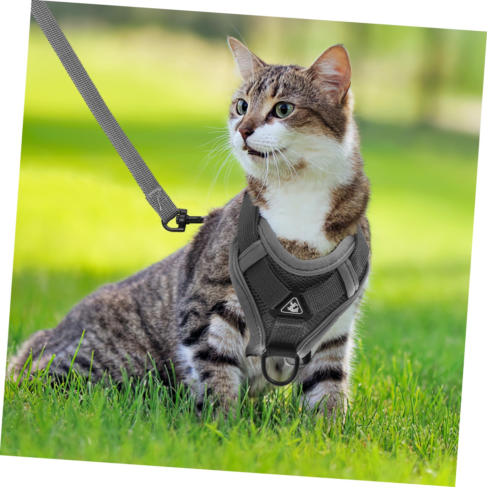 INOOMP 5pièces pour Chiens Et Chats Réfléchissant Gilet Confortable Et Ajustable pour Promenade Extérieur Modèle Maille Respirante Et Securisée
