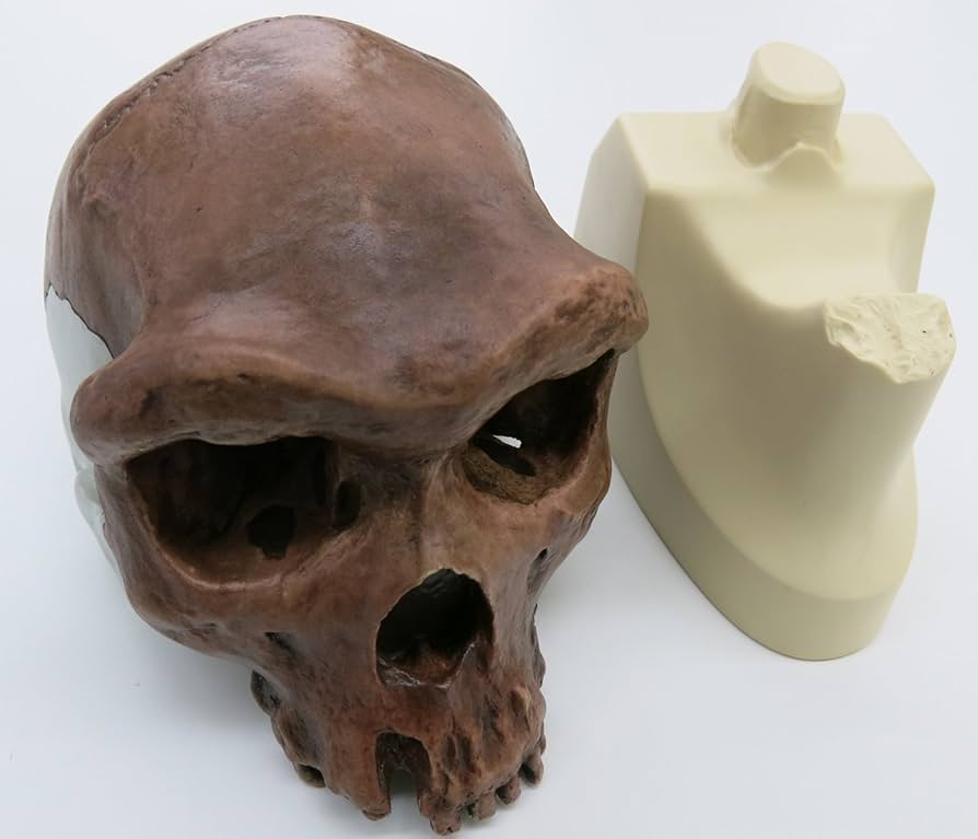 Amazon | ハイデルベルグ人の頭骨骨を忠実に再現した模型