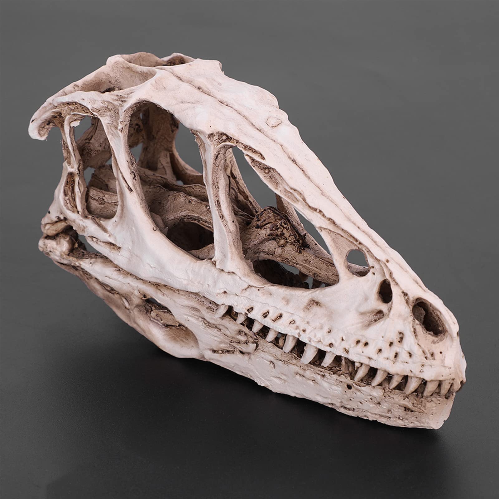 Réplica de Modelo de Cráneo de Resina, Fósil de Cráneo de Diente de Dinosaurio, Modelo de Cráneo de Dinosaurio de Resina, Esqueleto de Animal Simulado