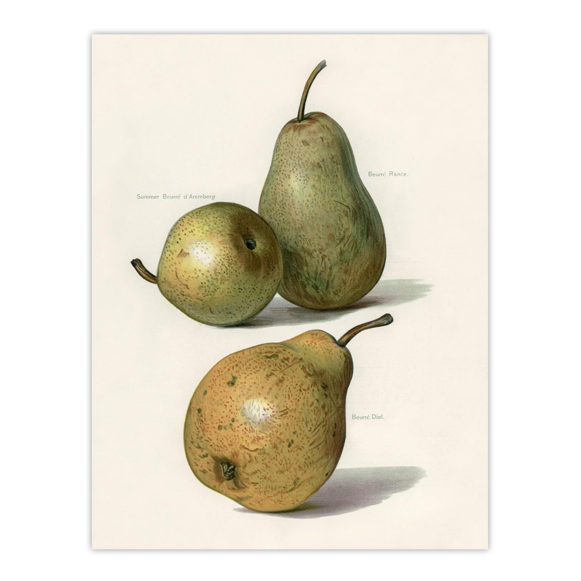 Artery8 Vintage Illustration Of Pear Varieties Wright Wall Art Poster Print 12X16" Size 12