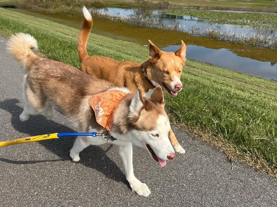 Bike Tow Leash® Dog Coupler – Dual Dog Bike Attachment for Two Dogs, for No Tangling & Less Pawpad wear for Biking, Running, Walking, Active Dogs, Compatible with Bike Tow Leash! and Made in The USA!