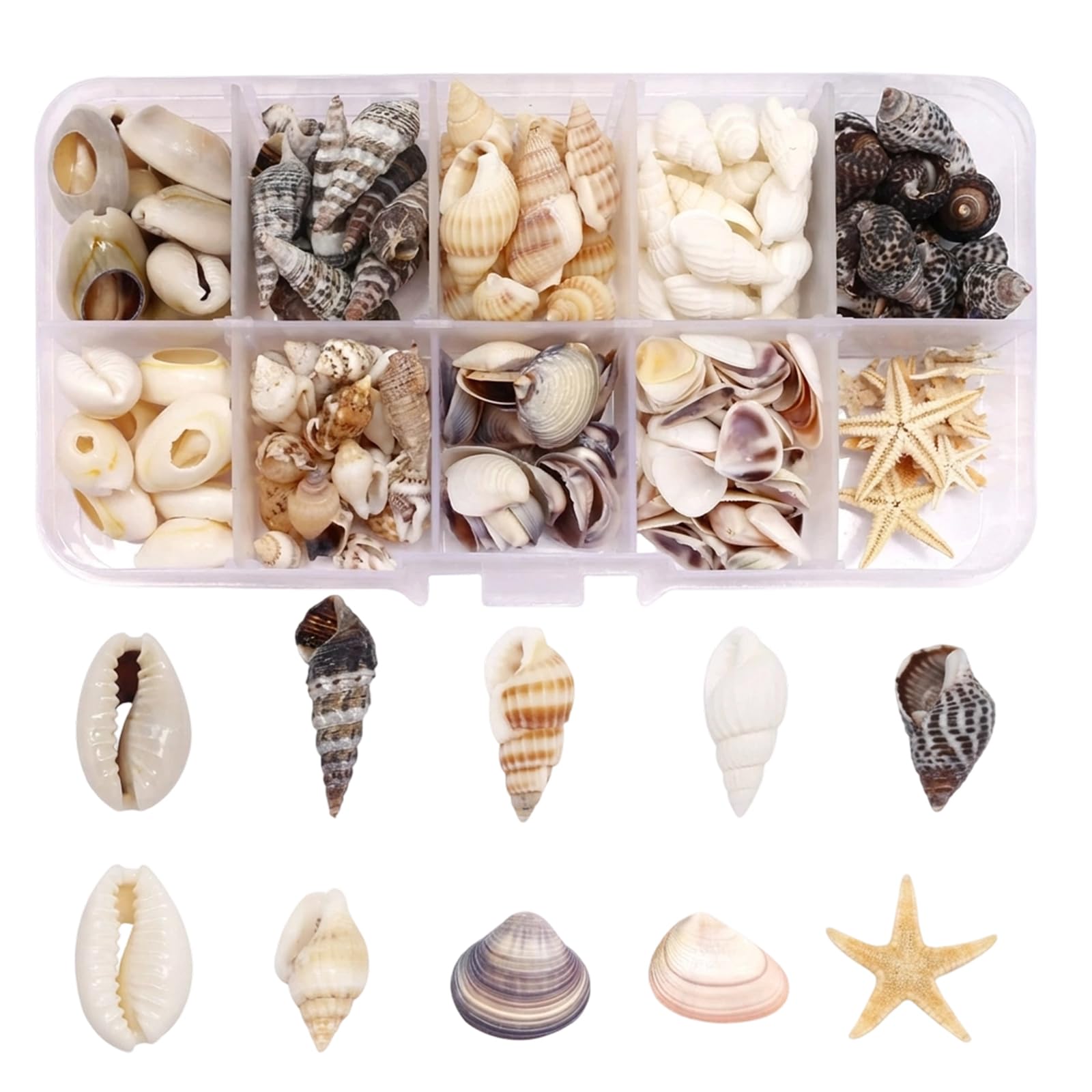 KSVFTB 250 Pcs Sea Shells, Natural Seashells, Mixed Shells Collection, Multipurpose Shells for Crafting, Natural Shell with Starfish & Sea Snail for Bracelet Jewelry, Fish Tank, DIY Crafts