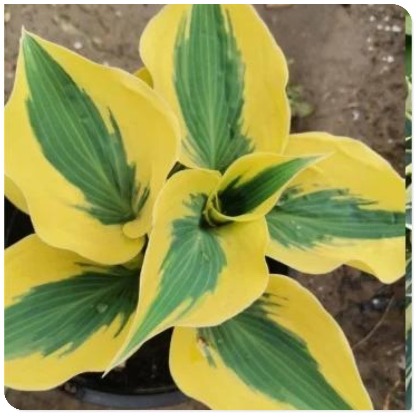 Hostas Bulbs for Planting UK Strong Plants That Grow Well Golden Jade Carving Feels Beautiful Now Mixed Garden Crop for Planting Now Greening Flower Cut Flowers Flowering Rhizome-6Bulbs-greenE — image 1