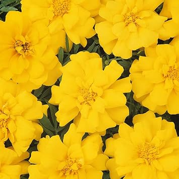 Mountain Valley Seed Company French Marigold Seeds Durango Series - Thumbnail 2
