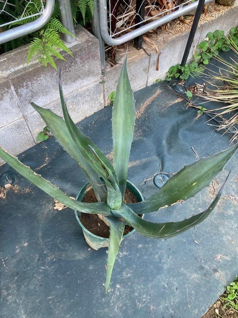 極耐寒性ジャパニーズ バナナ◇南国リゾート西海岸ドライガーデン島