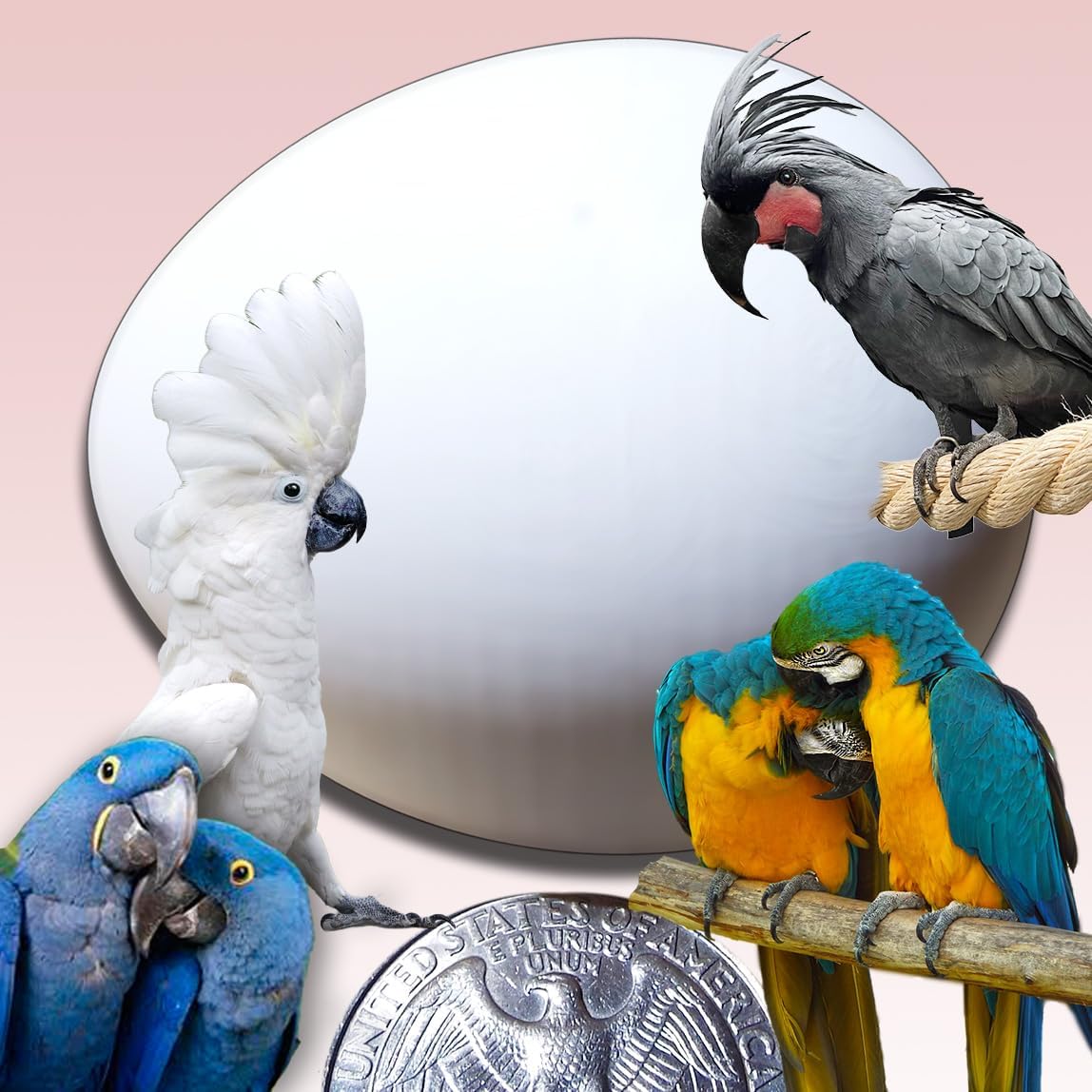 Plastic Large Parrot Eggs for Macaw & Cockatoo. 4 Dummy Solid Non-Toxic Fake Decoy Faux Mock Eggs 1-7/8" x 1-1/2" (4.8 x 3.8cm) Tricks Your Parrot Everytime!