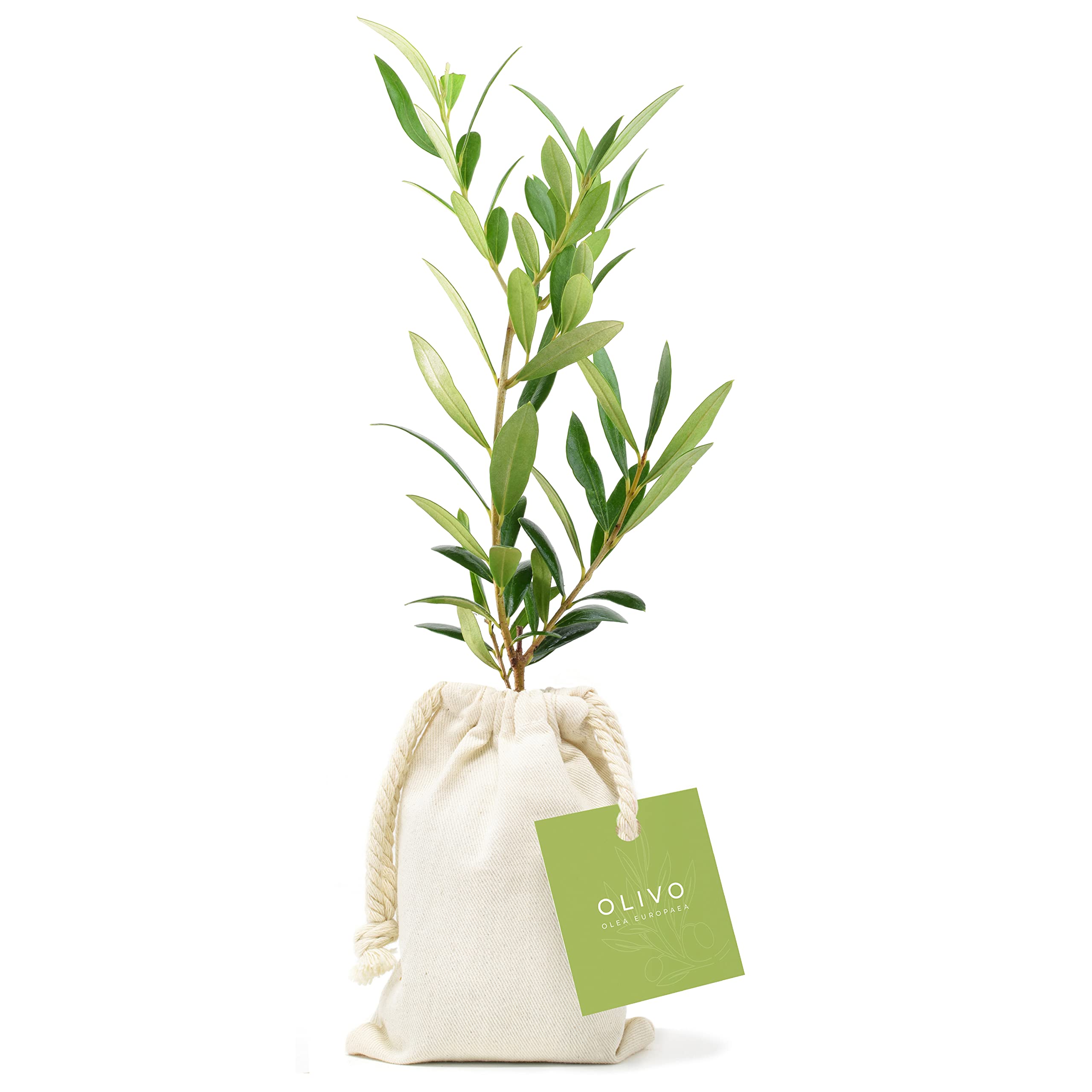 Pack de 12 Olivos Olea Europaea Arbequina en saco de saco de algodón - Árboles pequeños naturales para plantar - Regalos para invitados (Tarjeta stándard)