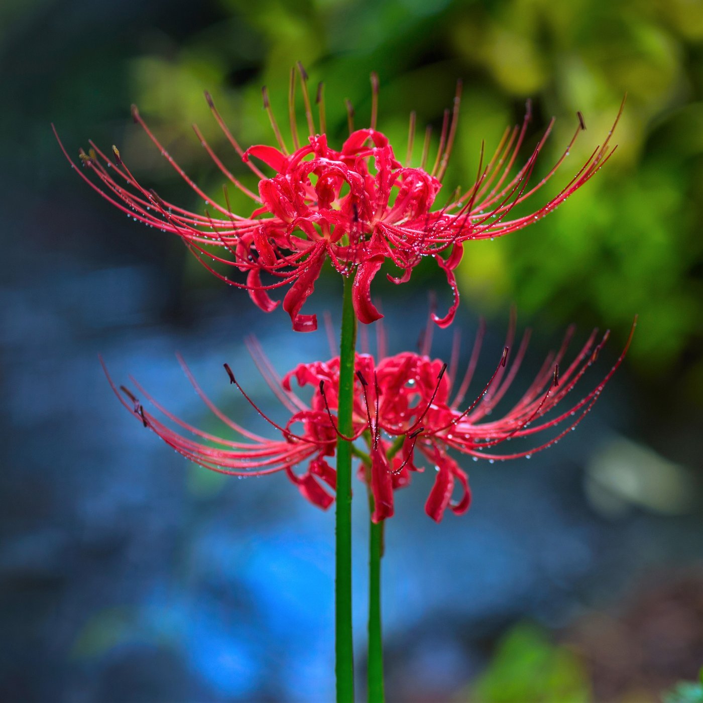 Lily bed in garden
