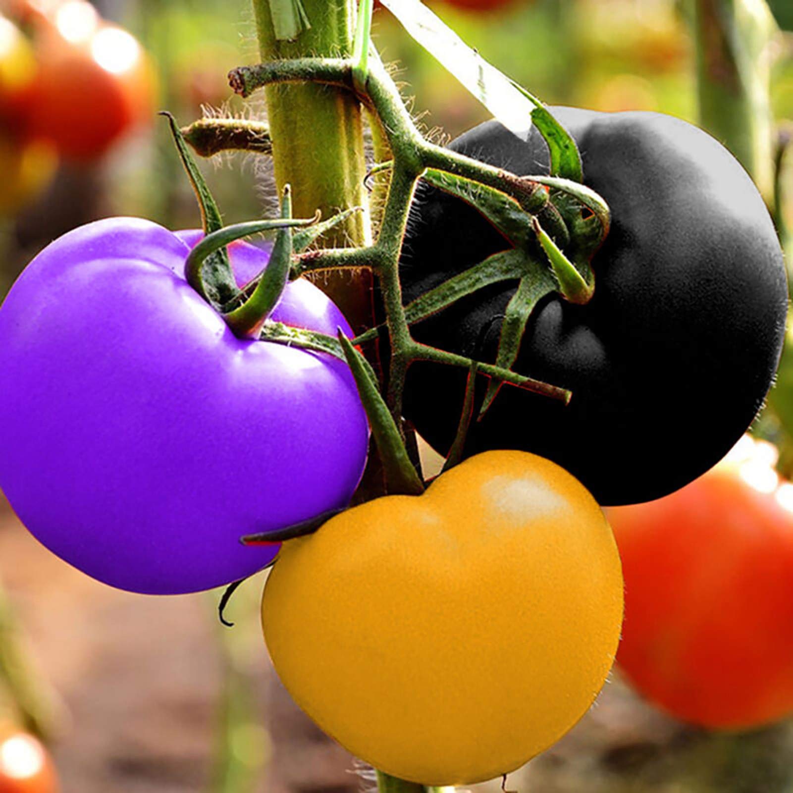 VibeX Prolific High Yield Mix Color Tomato Seed -250 Seeds (B0B9Y2JKQH) Amazon Price History, Amazon Price Tracker